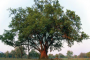 Typologie in de natuur: de Vijgenboom